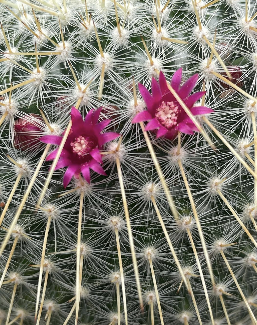 An upclose picture 
            	of a flowering cactus