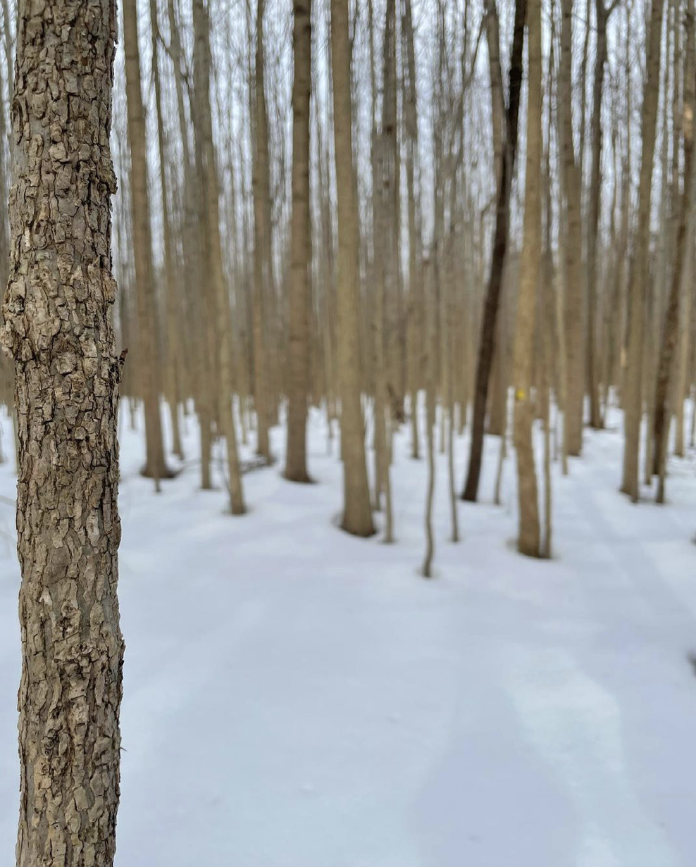 A picture of bare trees in the winter